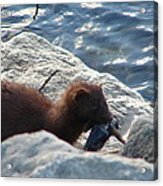 Mink With A Round Goby Acrylic Print