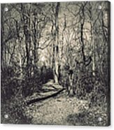 Mirkwood Acrylic Print