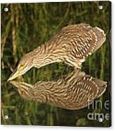Mirror Mirror On The Wall Who Is The Fairest Heron Of All Acrylic Print