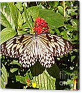 Missi's Butterfly Acrylic Print