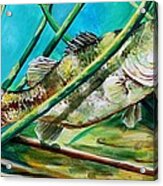 Mississippi Largemouth Bass Acrylic Print