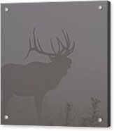 Misty Morning Bull Elk Acrylic Print