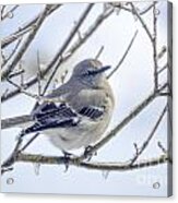 Mockingbird On Ice Acrylic Print
