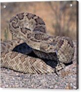 Mojave Rattlesnake Acrylic Print