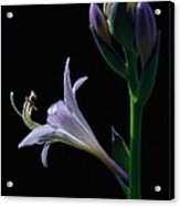 Moment In The Sun - Hosta Flower Acrylic Print