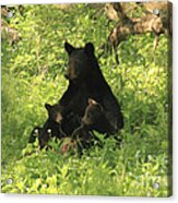 Mommy And Babies Acrylic Print