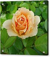 Mom's Rose Acrylic Print