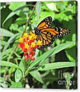 Monarch At Rest Acrylic Print