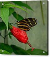 Monarch Butterfly Acrylic Print