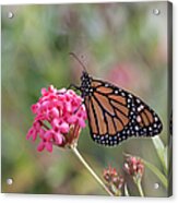 Monarch Butterfly Acrylic Print