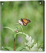 Monarch Acrylic Print