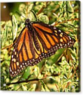 Monarch In The Journey Acrylic Print