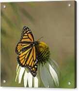 Monarch On Cone Flower Acrylic Print