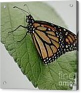 Monarch On Green Acrylic Print