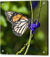 Monark Butterfly No.1 Acrylic Print