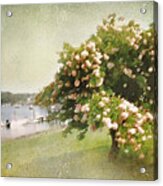 Monet's Tree Acrylic Print