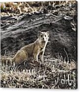 Mongoose-south Africa Acrylic Print