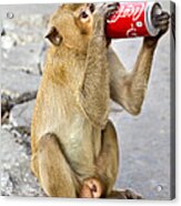 Monkey Enjoys Drinking Acrylic Print