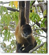 Spider Monkey From Nicaragua 1 Acrylic Print