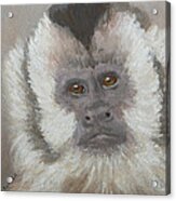 Monkey Gaze Acrylic Print