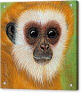 Monkey Acrylic Print