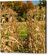 Monks Fall Corn Field Acrylic Print