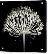 Monochrome Allium Flower Head Acrylic Print