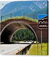 Montana Highway - #2 Animals' Bridge Acrylic Print
