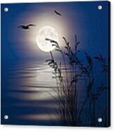 Moon Light Silhouettes Acrylic Print