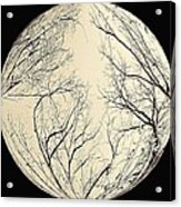 Moon Tree Acrylic Print