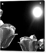 Moonshined Tulips Black White Acrylic Print