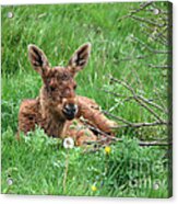 Moose Calf Under Willow Acrylic Print