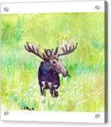 Moose In Flowers Acrylic Print