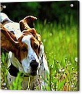 Basset Hound Running  2 Acrylic Print