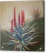 More Aloes Acrylic Print