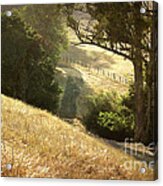 Morning Walk Acrylic Print