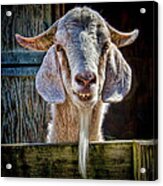 Mortimer The Goat Acrylic Print