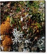 Moss And Lichens Acrylic Print