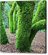 Moss Covered California Live Oak Trees Acrylic Print