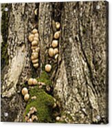 Moss-shrooms On A Tree Acrylic Print