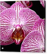 Moth Orchid Patterns Acrylic Print