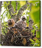 Mother And Baby Red Shouldered Hawk Acrylic Print