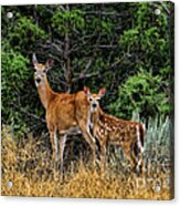 Mother And Child Acrylic Print