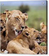 Mother And Lion Cubs Acrylic Print