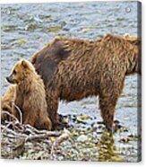 Mother Brown Bear And Cubs Resting On Shore Acrylic Print