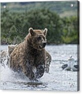 Mother Brown Bear Chasing After Salmon Acrylic Print