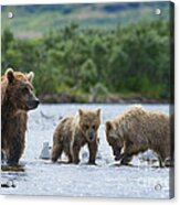 Mother Brown Bear With Cubs Looking For Salmon Acrylic Print