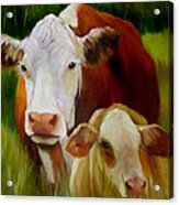 Mother Cow And Baby Calf Acrylic Print