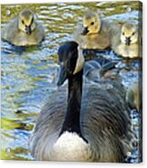 Mother Goose And Brood Acrylic Print