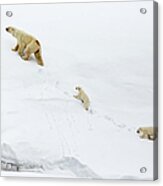 Mother Polar Bear And Cubs In Svalbard Acrylic Print